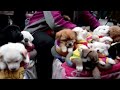 this is how they sell puppies in china this video will make you sad