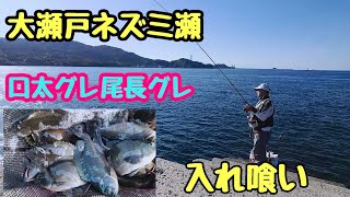 Ryuseiで行くネズミ瀬のグレ釣り、【磯グレ】