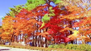 2017.11.07 山中湖夕焼けの渚・紅葉まつり