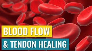 Blood Flow and Tendon Healing