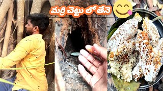 Honey : Delicious 100% Pure Honey In Banyan Tree || మర్రి చెట్టు తొర్ర లో తేనె తీశాను చాలా బావుంది😋