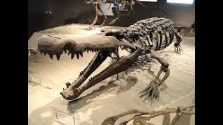 Dinosaur Documentary - Fossils of the Gobi Desert