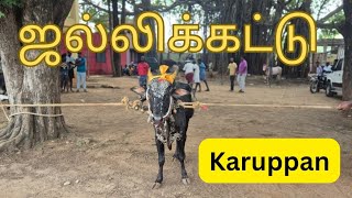 ஜல்லிக்கட்டு புலிமேடு  2025🔥 Vlog | PuliMedu Manjuvirattu #jallikattu