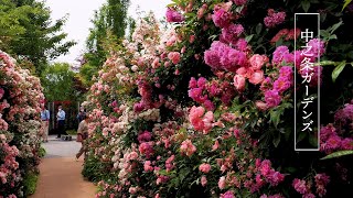Rose garden of Nakanojo Gardens 2023 Spring. 中之条ガーデンズの春のバラ園 #rose #roses #englishgarden