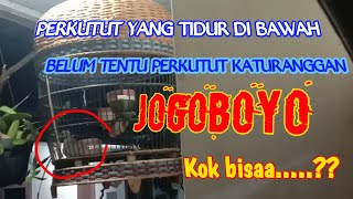 Perkutut katuranggan JOGOBOYO yang asli seperti apa ?