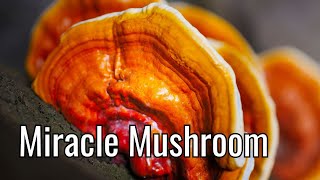 Reishi Mushroom: Health Benefits and Uses