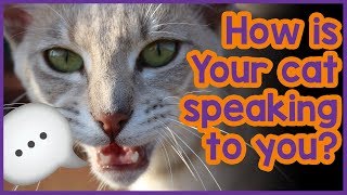 How Do Cats Communicate with Humans - Cat Chat tips!