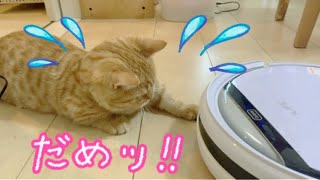 ロボット掃除機にいじわるするマンチカンの子猫茶々がおもしろい！ #子猫 #マンチカン