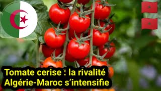 🇩🇿🇲🇦 La bataille des tomates cerises : l'Algérie défie le Maroc sur le marché européen