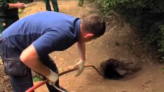 Wolves dig mysterious tunnels underground in Dublin Zoo!   YouTube