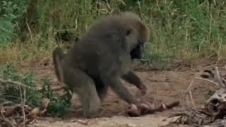 Big baboon attact baby \u0026 his father  fail  to protect  from the enemy