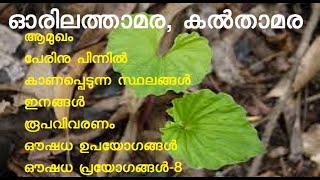 ഓരിലത്താമര | കൽതാമര | Nervilia aragoana | tall shield orchid | സ്ഥലപത്മ | അംബൂരുക | പത്മചാരിണീ