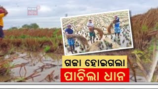 ଗଜା ହୋଇଗଲା, ପାଚିଲା ଧାନ | Farmer Issue | Odisha Farmer News |Rainfall Destroys Paddy Crops in Odisha