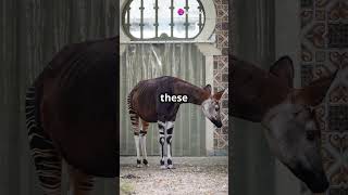 The Mysterious Okapi  Nature's Secret Unicorn!