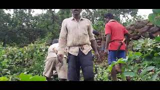 Mango planting at Tamhanmala.