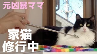 【親子猫を保護】元凶暴ママ、人生初のナデナデ経験