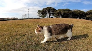 海辺の公園で野良猫と戯れる休日