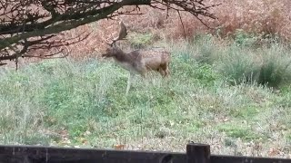 Charnwood Forest   Leicestershire