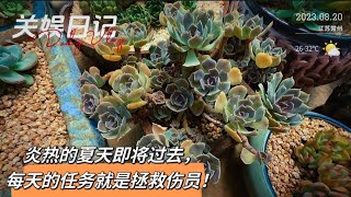 关娱日记：炎热的夏天即将过去，现在每天的任务就是拯救伤病员！｜關於日記｜关娱多肉｜多肉植物｜Suculentas