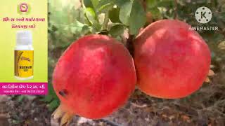 Shorting and harvesting in pomegranate ( Vasntbhai ,Devpar )