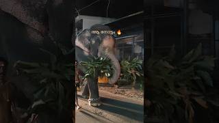 ആ നോട്ടം 🔥🔥 elephant viral short #aanakeralam #aanapremi