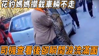 花豹媽媽攔截車輛不走，司機好奇下車查看，下一幕卻讓他瞬間淚流滿面..