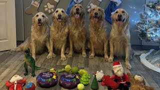 5 Golden Retrievers Opening Christmas Presents - Day 22