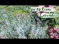 Pruning Lavender Plants in Fall