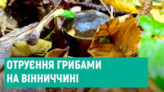 На Вінниччині 33 людини отруїлися грибами за останній місяць