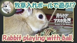 牧草入れボールで遊ぶ！？【ウサギのだいだい 】　2017年3月1日