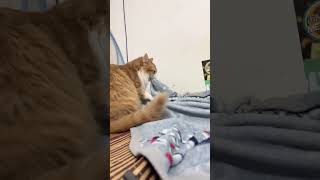 大家快笑它，這麽大了還踩奶#cat