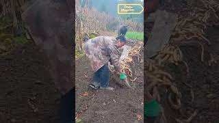 WoW!! Panen Ubi Di Ladang Dengan Hasil Yang Sangat Memuaskan #shorts