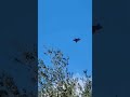 f22 flyby