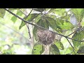 20190604 白河 朱鸝育雛單日記720