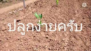 พืชเศรษฐกิจตัวใหม่ที่น่าสนใจแปลงแรกในจังหวัดหนองคาย(ภูพานเฮ)