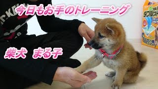 柴犬まる子 今日もお手のトレーニング 豆柴 新潟市