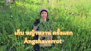 เก็บหญ้าหวาน ครั้งแรก Ängshaverrot 11  juni 2020