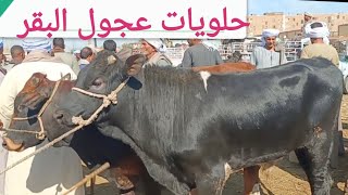 اسعار العجول القاني والمحيرة بسوق السبت اليوم ١٨/ ١/ ٢٠٢٥م