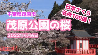 【千葉県茂原市】茂原公園の桜  日本さくら名所100選！/Mobara Park/Japan's Top 100 Cherry Blossom Viewing Sites