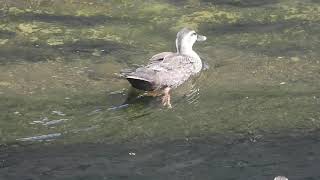 親なし迷子で育ってきたカルガモ親子T組　spot-billed duck（軽鴨 Anas zonorhyncha）鳥綱カモ目カモ科マガモ属　DSCN5063