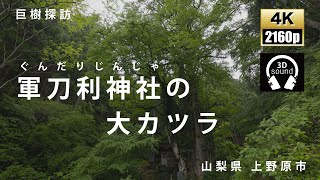 軍刀利(ぐんだり)神社の大カツラ　　山梨　巨樹　観光