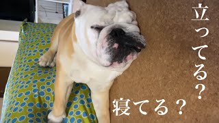 寝てるのか…？立ってるのか…？次元が歪んだブルドッグのぶるまるw