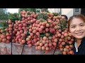 Harvest peanuts, lychees, boil peanuts to eat - Thu Hien farm