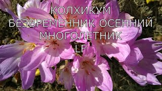 Многолетники/Безвременник осенний/Колхикум/