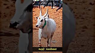 கரூர் வெள்ளை 🐂🔥என்ன ஒரு தோரணை 🌟 #தமிழன் #பாரம்பரியம் #ஜல்லிக்கட்டு #மஞ்சுவிரட்டு #ரேக்ளா #கலாச்சாரம்