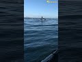 animal observations orca up close on the west coast of south africa