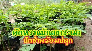 ผักหวานบ้านเขาชะเมา ปักชำ อายุ6วัน 24วันและ45วันพร้อมปลูกเป็นอย่างไร?