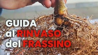 GUIDA al RINVASO del FRASSINO BONSAI