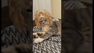 His face 😂😂😂 #reel #cats #fypシ #comedy #short #shortvideo #fyp #reels #shorts #funny #cat