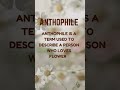 Anthophile - Flower lover #anthophile #nature #beauty #naturelove #flowerlover